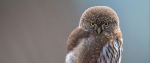 Preview wallpaper owl, bird, beak, feathers