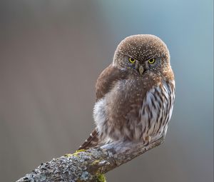 Preview wallpaper owl, bird, beak, feathers