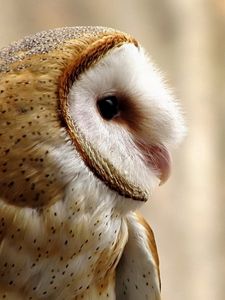Preview wallpaper owl, bird, beak, predator