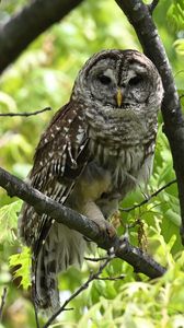 Preview wallpaper owl, bird, branch, forest, leaves, nature