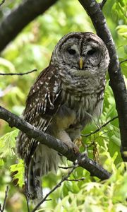 Preview wallpaper owl, bird, branch, forest, leaves, nature