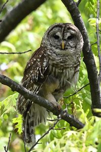 Preview wallpaper owl, bird, branch, forest, leaves, nature