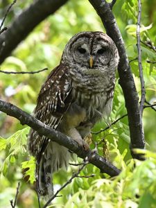 Preview wallpaper owl, bird, branch, forest, leaves, nature