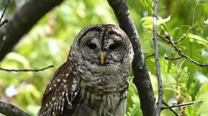 Preview wallpaper owl, bird, branch, forest, leaves, nature