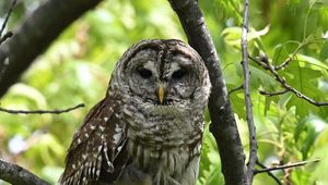 Preview wallpaper owl, bird, branch, forest, leaves, nature