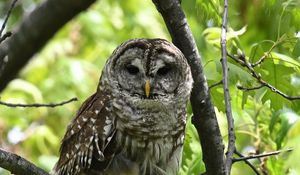 Preview wallpaper owl, bird, branch, forest, leaves, nature