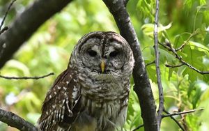 Preview wallpaper owl, bird, branch, forest, leaves, nature