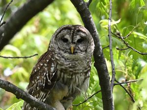 Preview wallpaper owl, bird, branch, forest, leaves, nature
