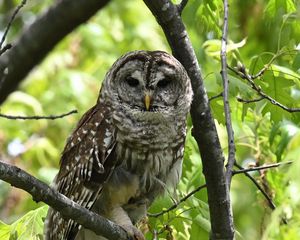 Preview wallpaper owl, bird, branch, forest, leaves, nature