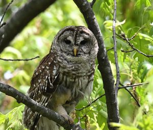 Preview wallpaper owl, bird, branch, forest, leaves, nature