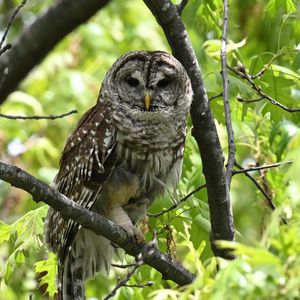 Preview wallpaper owl, bird, branch, forest, leaves, nature