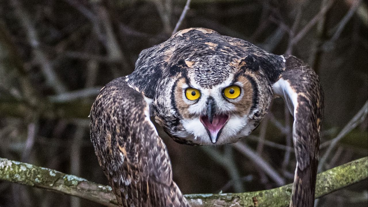 Wallpaper owl, bird, branch, spruce, tree