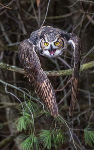 Preview wallpaper owl, bird, branch, spruce, tree