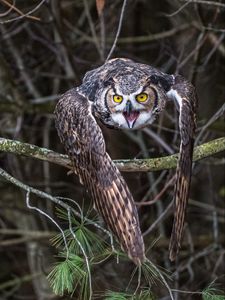 Preview wallpaper owl, bird, branch, spruce, tree