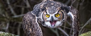 Preview wallpaper owl, bird, branch, spruce, tree