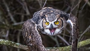 Preview wallpaper owl, bird, branch, spruce, tree