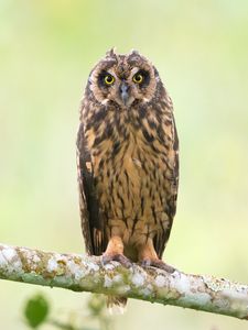 Preview wallpaper owl, bird, branch, focus, wildlife