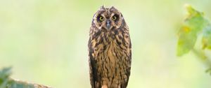 Preview wallpaper owl, bird, branch, focus, wildlife