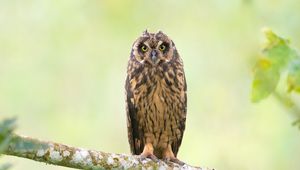 Preview wallpaper owl, bird, branch, focus, wildlife