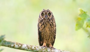 Preview wallpaper owl, bird, branch, focus, wildlife