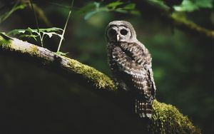 Preview wallpaper owl, bird, branch, gray