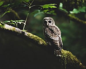 Preview wallpaper owl, bird, branch, gray