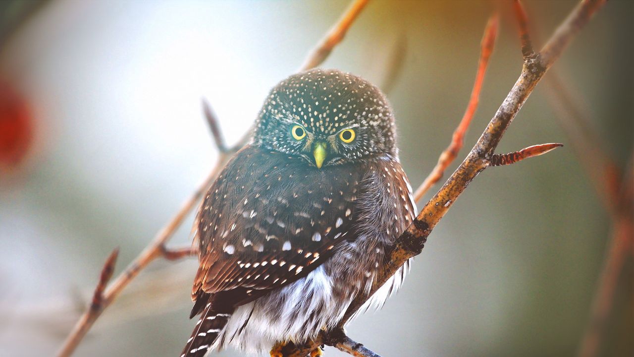 Wallpaper owl, bird, branch, glare