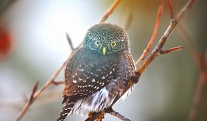 Preview wallpaper owl, bird, branch, glare