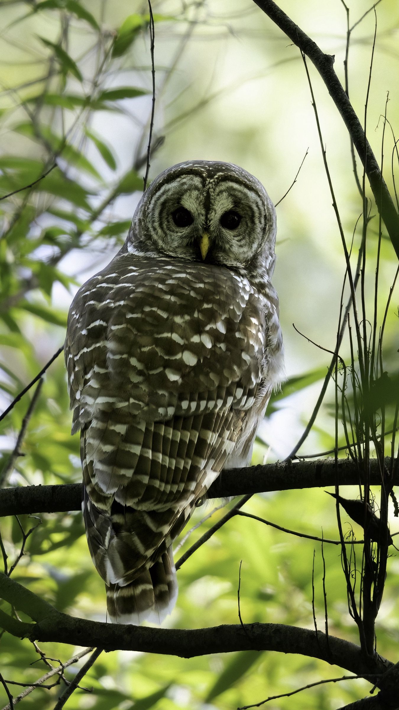 1350x2400 Wallpaper owl, bird, branches, trees, beaver