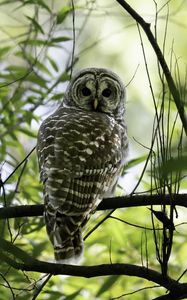 Preview wallpaper owl, bird, branches, trees, beaver