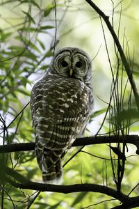 Preview wallpaper owl, bird, branches, trees, beaver