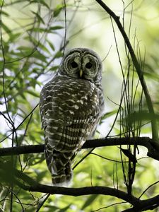 Preview wallpaper owl, bird, branches, trees, beaver