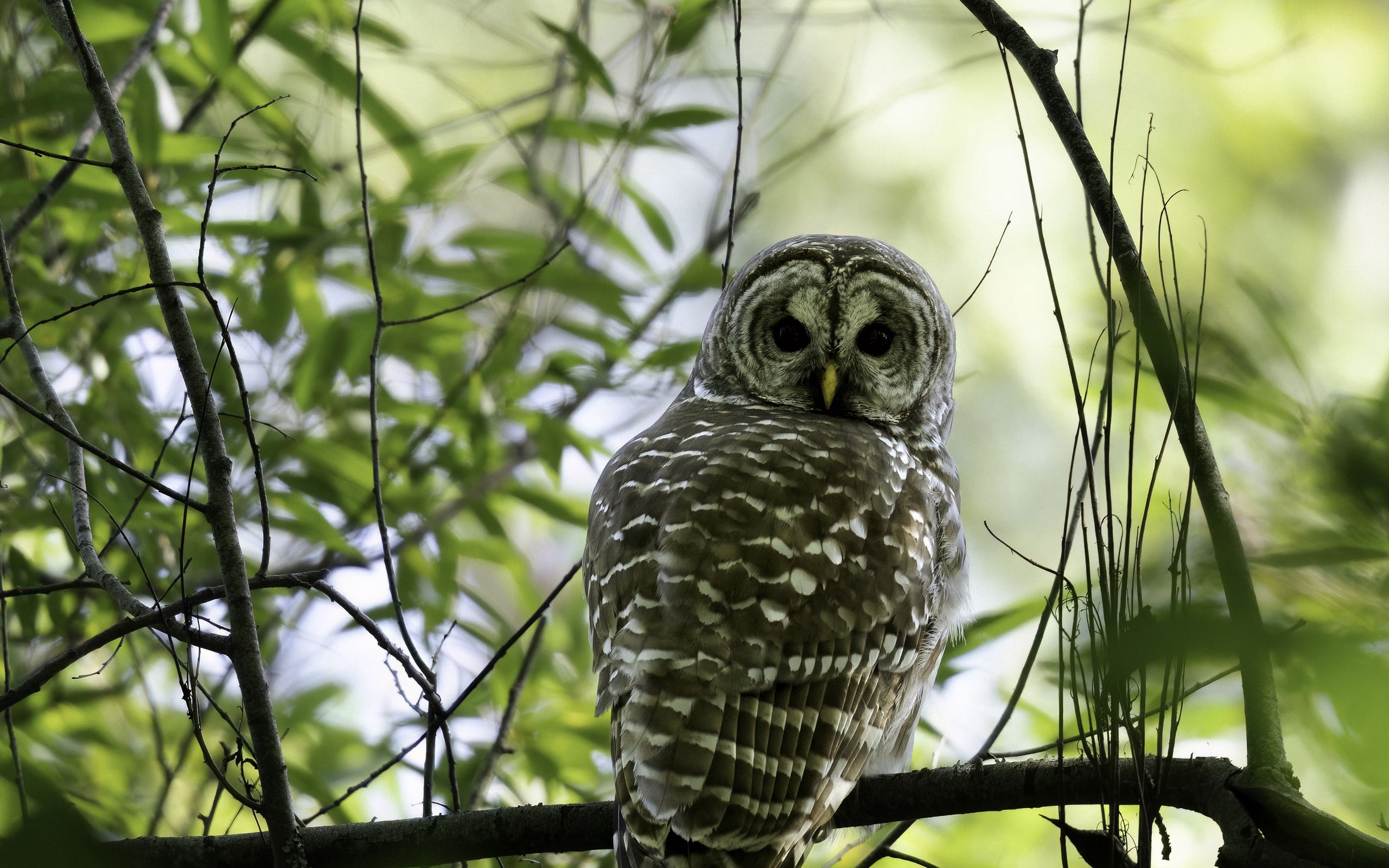 2560x1600 Wallpaper owl, bird, branches, trees, beaver