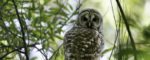 Preview wallpaper owl, bird, branches, trees, beaver