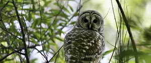 Preview wallpaper owl, bird, branches, trees, beaver