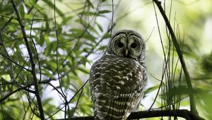Preview wallpaper owl, bird, branches, trees, beaver
