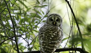 Preview wallpaper owl, bird, branches, trees, beaver