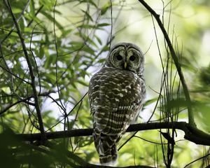Preview wallpaper owl, bird, branches, trees, beaver