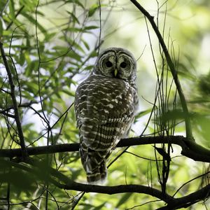 Preview wallpaper owl, bird, branches, trees, beaver