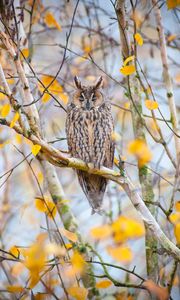 Preview wallpaper owl, bird, branches, tree, nature