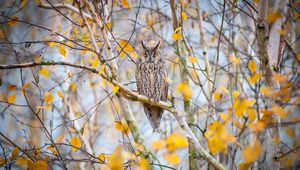 Preview wallpaper owl, bird, branches, tree, nature