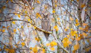 Preview wallpaper owl, bird, branches, tree, nature