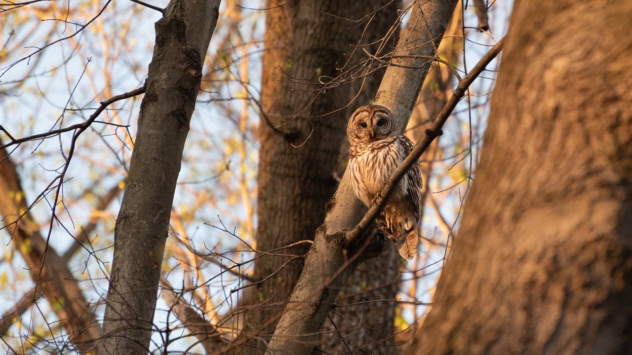 Wallpaper owl, bird, branches, tree, wildlife