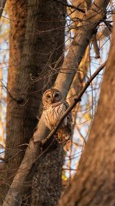 Preview wallpaper owl, bird, branches, tree, wildlife