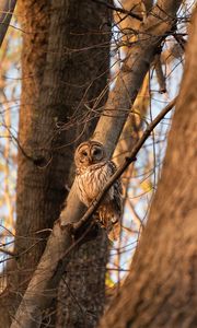 Preview wallpaper owl, bird, branches, tree, wildlife