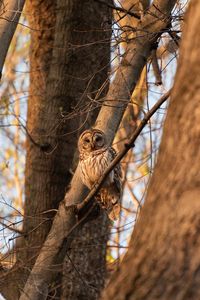 Preview wallpaper owl, bird, branches, tree, wildlife