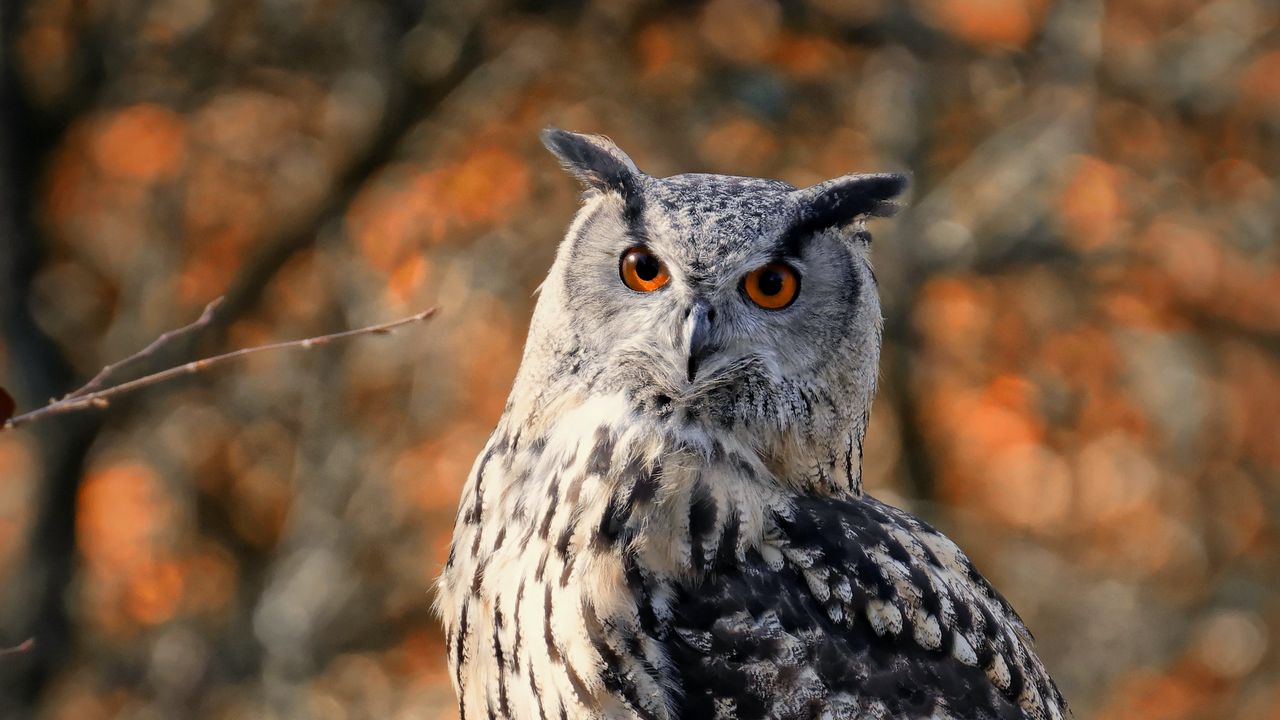 Wallpaper owl, bird, branches, wildlife, autumn