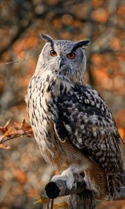 Preview wallpaper owl, bird, branches, wildlife, autumn
