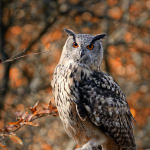 Preview wallpaper owl, bird, branches, wildlife, autumn