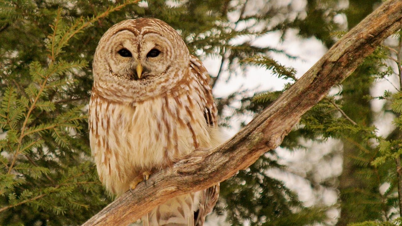 Wallpaper owl, bird, branches, wood, feathers, predator